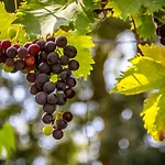 D'hôtes Enmarcade Séjour chez l'habitant *