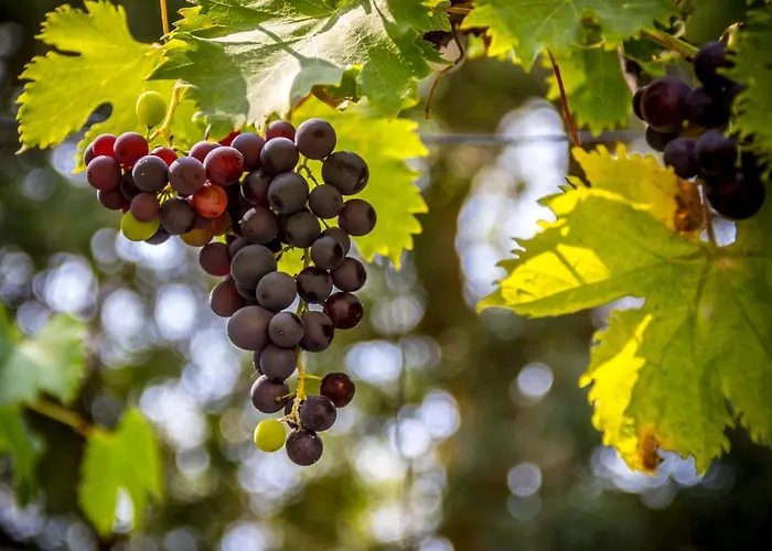 D'hotes Enmarcade ホームステイ *