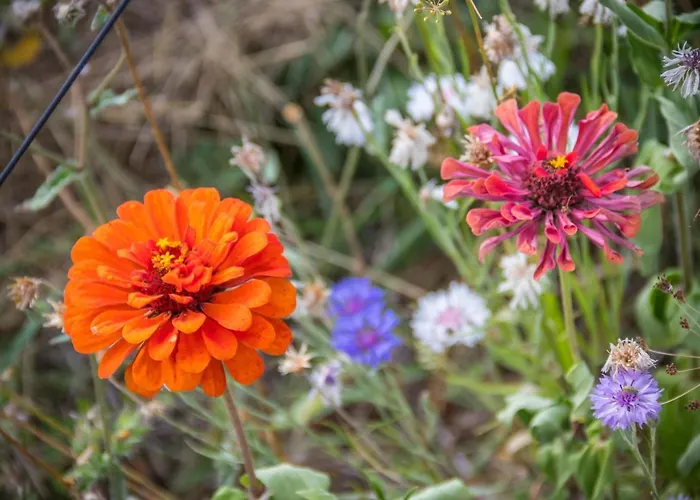 ホームステイ D'hotes Enmarcade