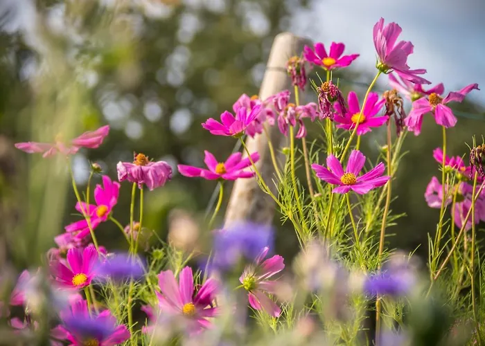 ホームステイ D'hotes Enmarcade