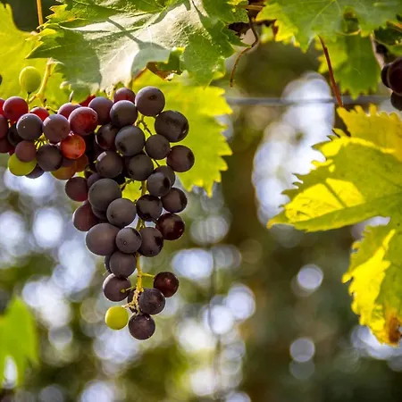 D'hotes Enmarcade 홈스테이 *