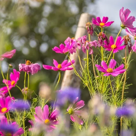 홈스테이 D'hotes Enmarcade